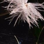 Geum montanum Flower