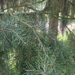 Picea breweriana Folha