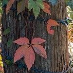 Parthenocissus quinquefolia Leaf