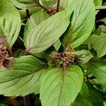 Ocimum kilimandscharicum Leaf