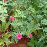Rosa × damascena Hábito