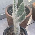 Opuntia orbiculata برگ