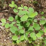 Cotoneaster nummularius অভ্যাস