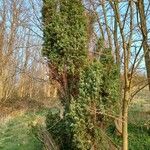 Juniperus communis Alkat (teljes növény)