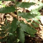 Asplenium macrophlebium ഇല