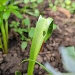 Puschkinia scilloides Leaf