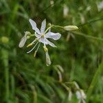 Anthericum ramosum Fula