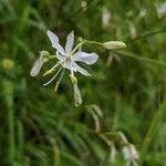 Anthericum ramosum Цвят