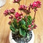 Kalanchoe blossfeldianaFlower