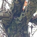 Pyrus salicifolia Bark