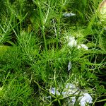 Nigella damascena Blad