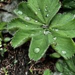 Alchemilla monticola Leaf