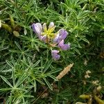 Lupinus variicolor ᱵᱟᱦᱟ