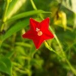 Ipomoea quamoclit Blomst