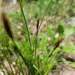 Carex pensylvanica Květ