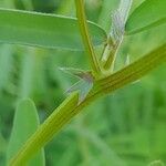 Vicia monantha Kéreg