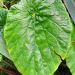 Begonia nepalensis ഇല