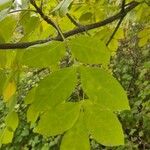 Fraxinus latifolia Leaf