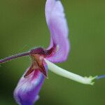 Desmodium cuspidatum Flor
