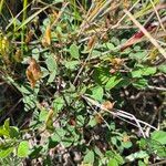 Rhynchosia minima Leaf