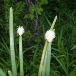 Eleocharis elegans Leaf