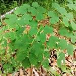 Thalictrum aquilegiifolium Blatt