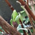 Hydrangea serrata Ліст