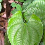 Dioscorea alata Leaf