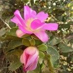 Pereskia sacharosa Flower