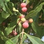 Euclea natalensis Frukto