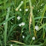 Stellaria graminea Natur