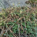 Helianthemum oelandicum Habitat