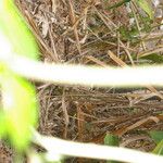 Piper tuberculatum Schors