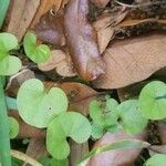 Dichondra carolinensis Feuille