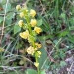 Verbascum nigrumFlower