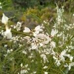 Retama raetam Fleur