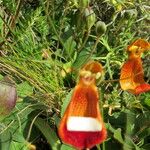 Calceolaria uniflora Інше