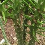 Austrocylindropuntia cylindrica Bark