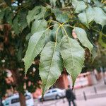 Handroanthus heptaphyllus Folha