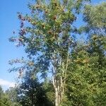 Sorbus aucupariaFleur