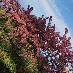 Atriplex hortensis Blomst