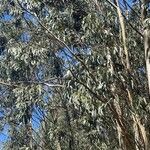 Eucalyptus nitens Likasa