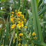 Lysimachia vulgarisFlower