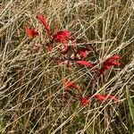 Crocosmia paniculata Květ