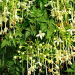 Millingtonia hortensis Flor