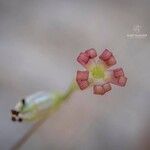 Silene bupleuroides Çiçek