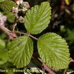 Rubus andegavensis Blad