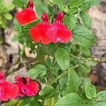 Salvia microphylla ᱥᱟᱠᱟᱢ