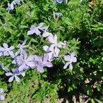 Phlox divaricata Λουλούδι