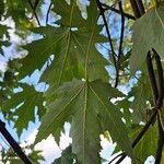 Acer × freemanii পাতা